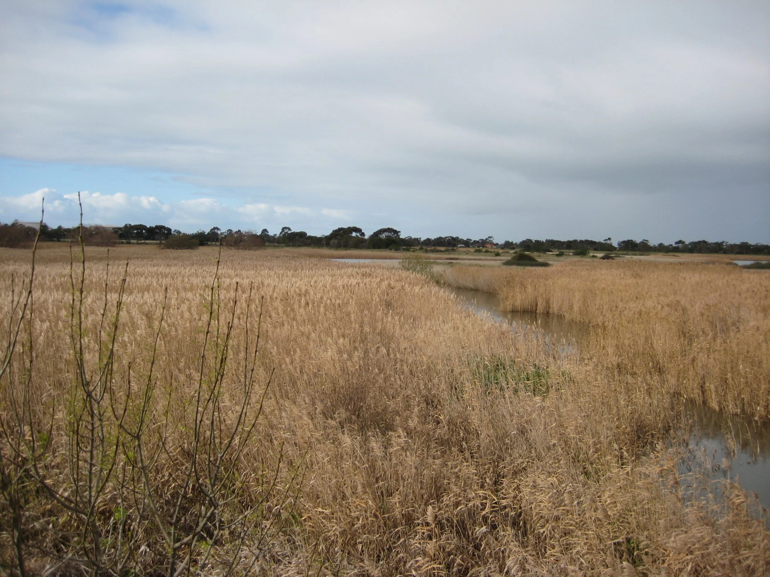 Wide view of a marsh or wetland with tall golden grasses, some water visible, and trees in the distance under a mostly cloudy sky.