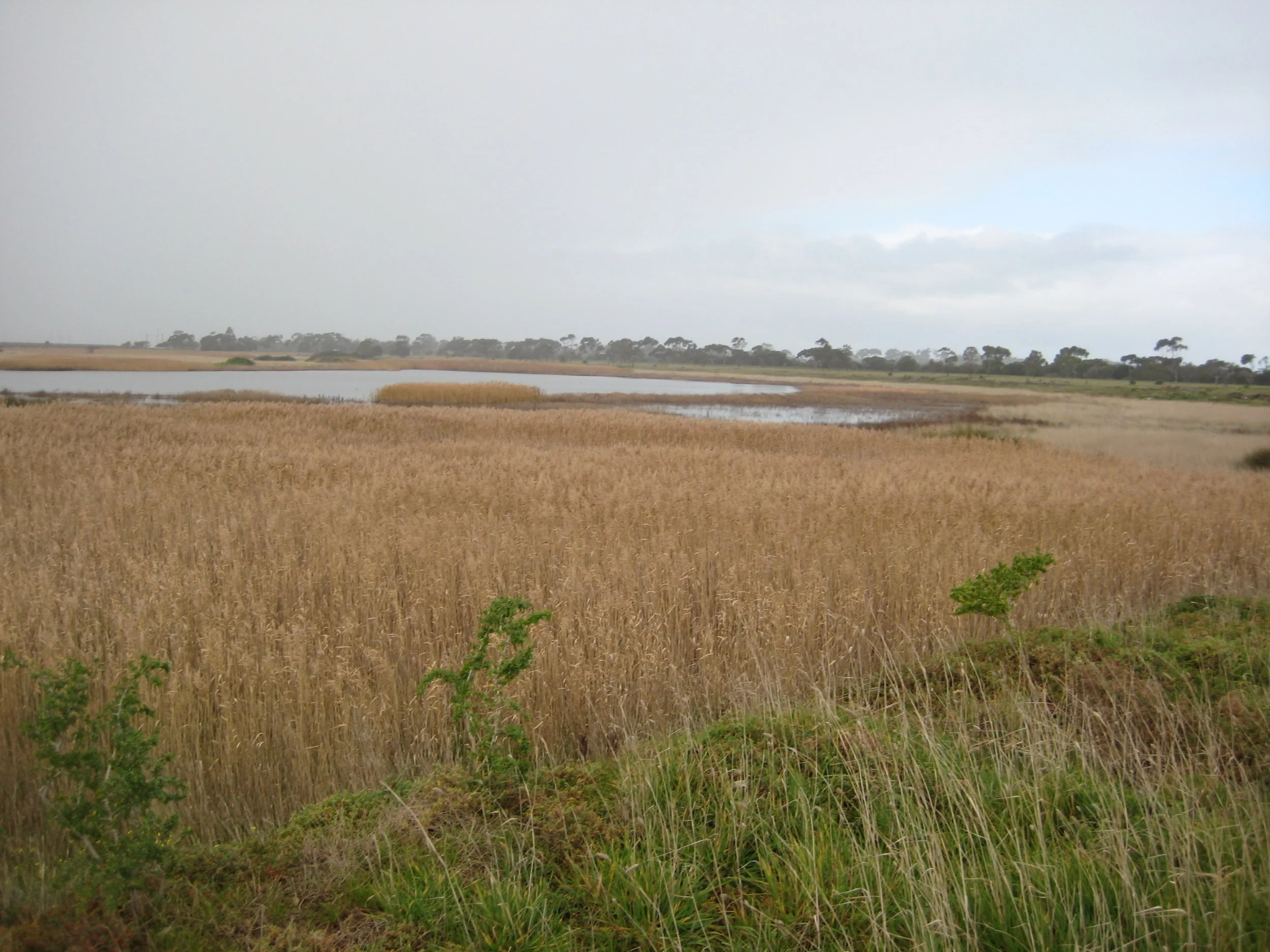 A landscape with tall golden grass in the foreground, a water body, trees in the background, and an overcast sky.