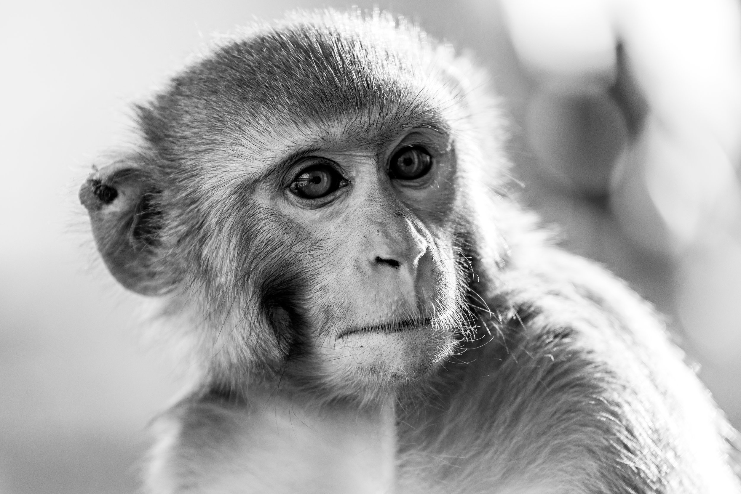 Close-up black and white photo of a monkey with a contemplative expression, detailed fur, and expressive eyes.