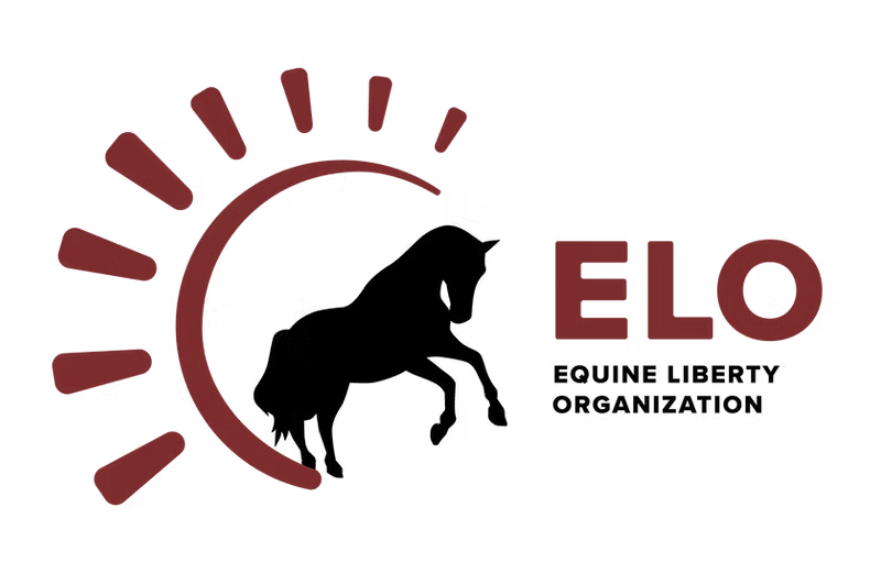 ELO Liberty and Bridleless Show