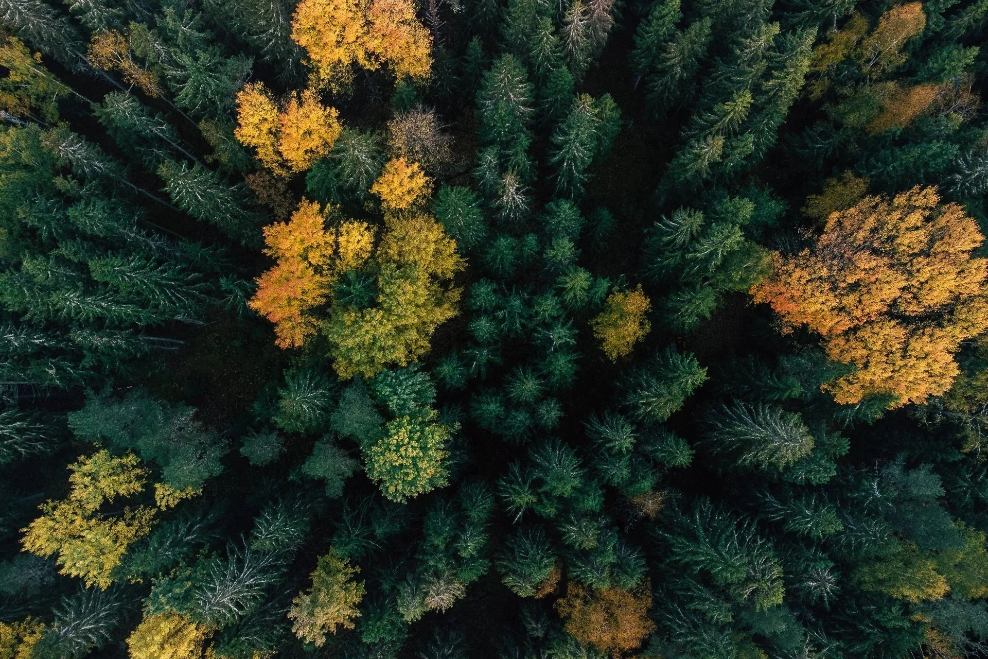 Personnummer in Schweden beantragen — der vollständige Leitfaden für Deutsche