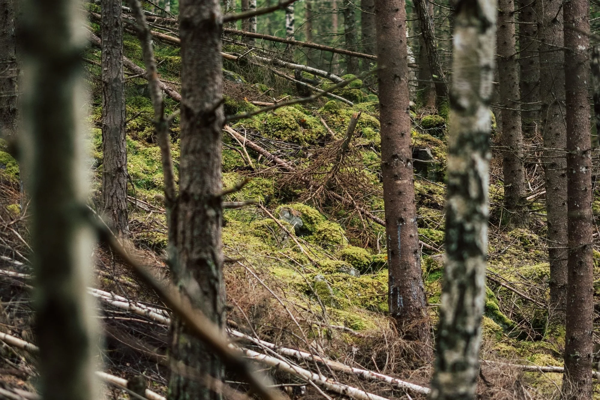 Allemansrätten: was du in Schwedens Natur wirklich darfst