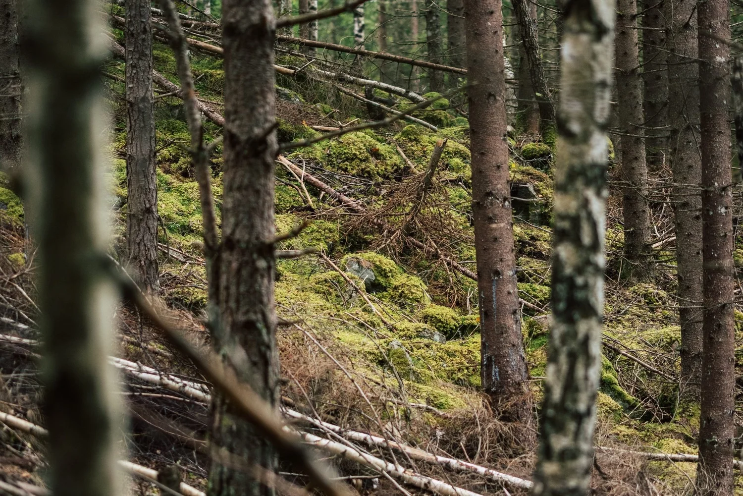 Allemansrätten: what you're really allowed to do in Sweden's countryside