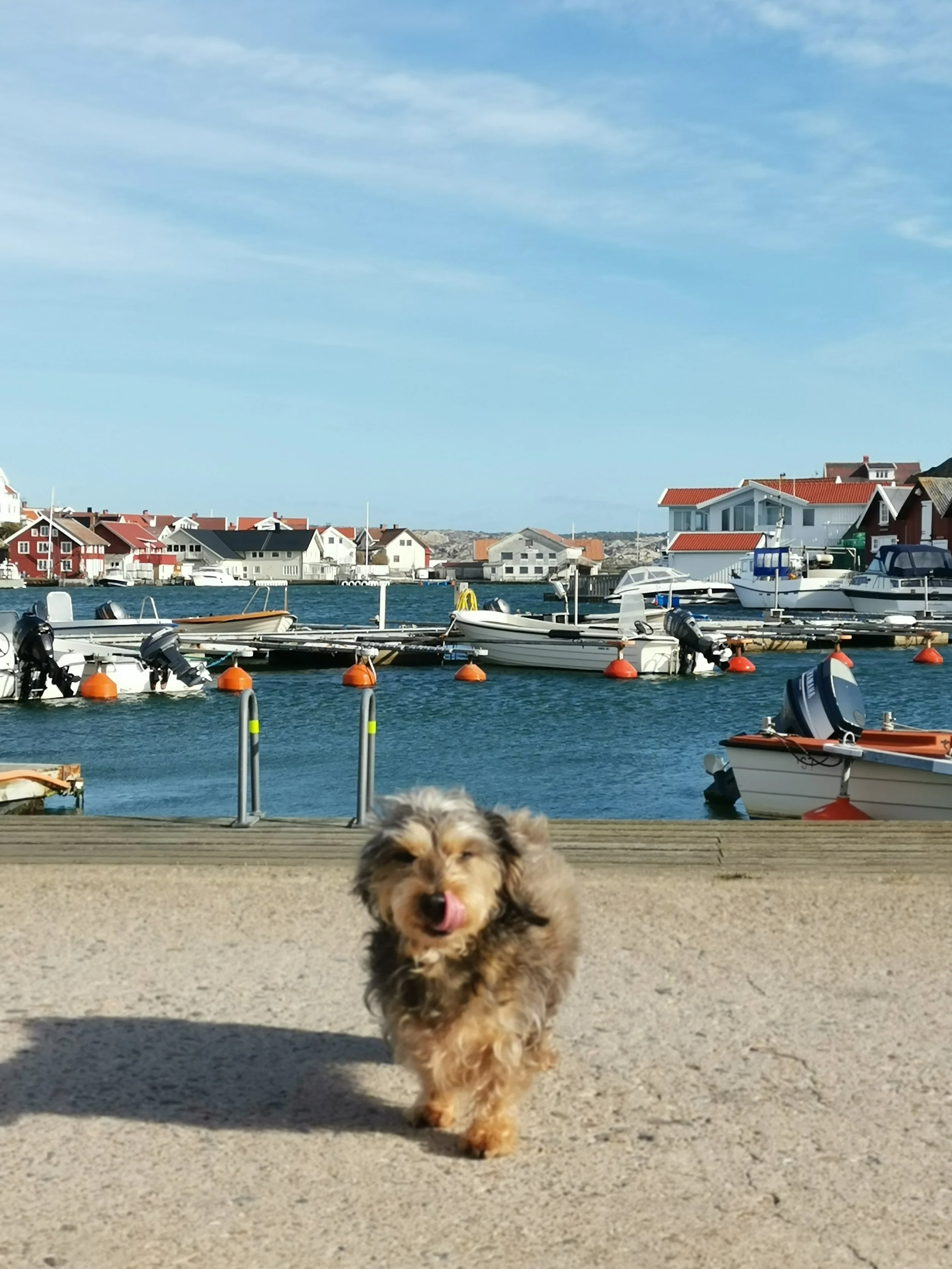 Wohnen mit Hund oder Katze in Schweden