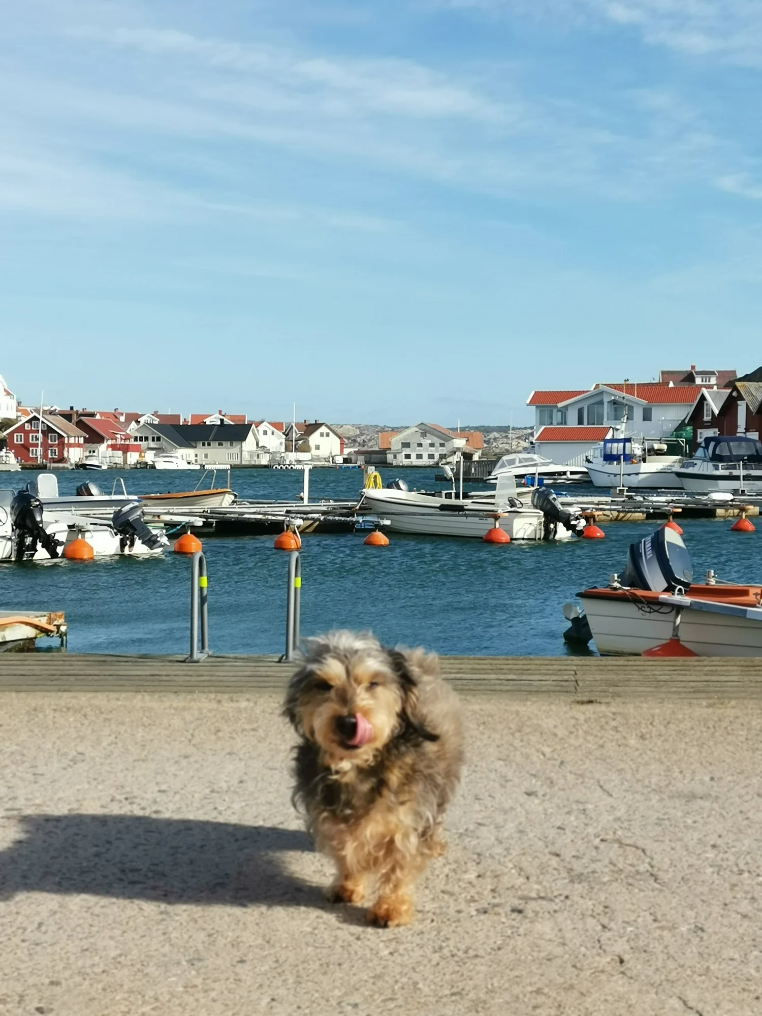 Living with a dog or cat in Sweden