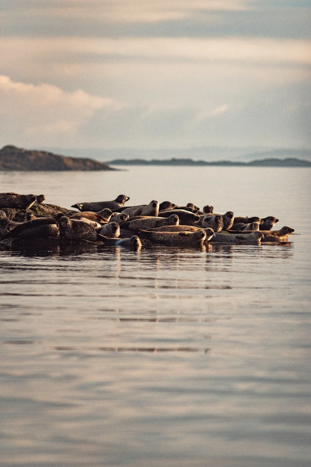 Seals on a rock on the west coast