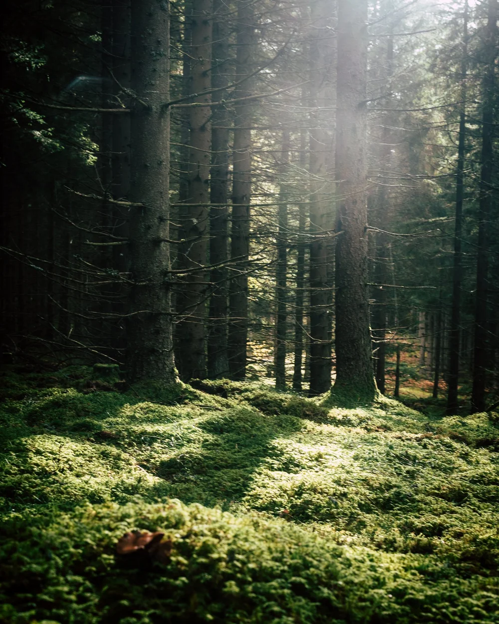 Conifer forest with rays of light