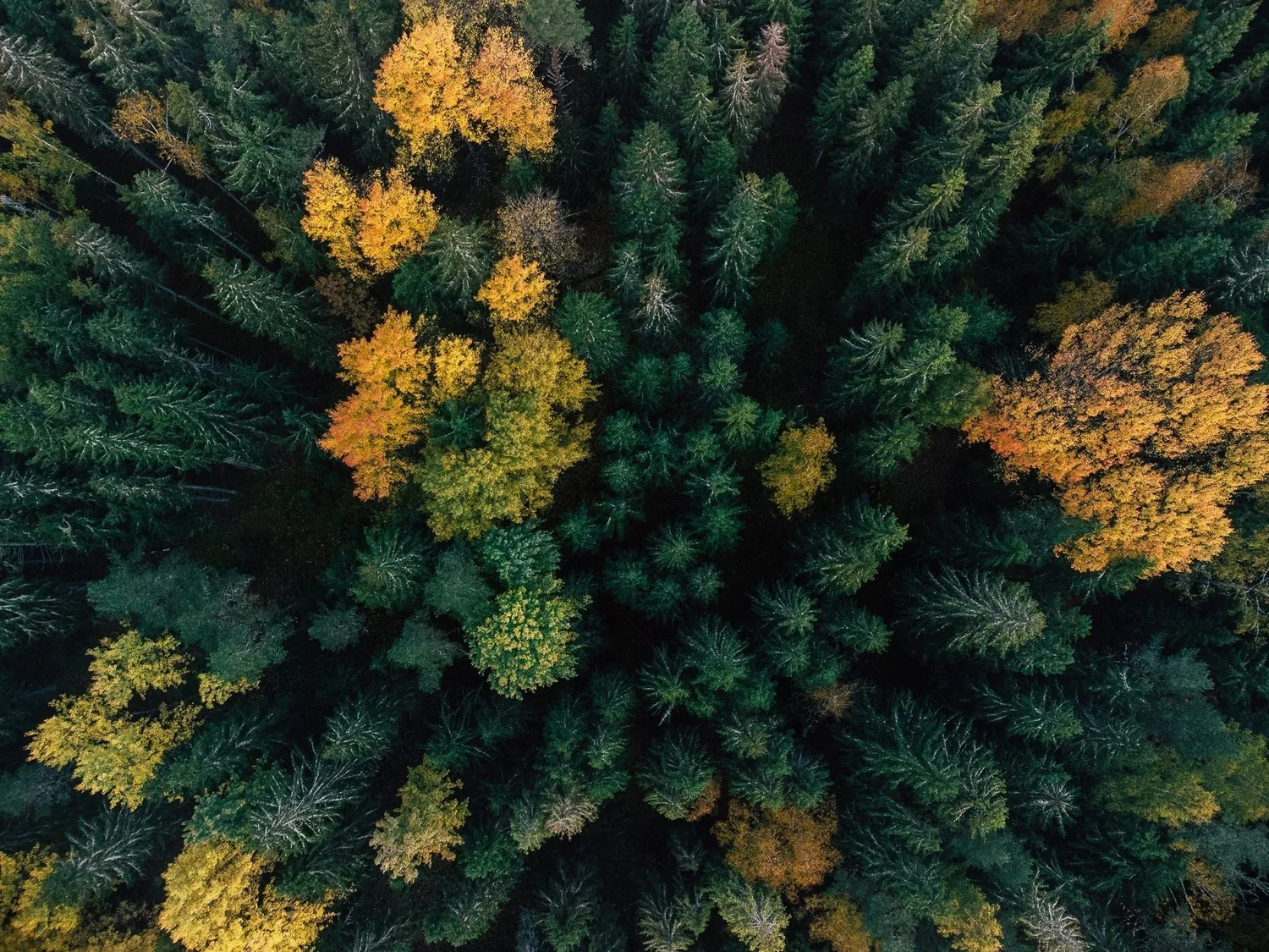 Autumn forest from above: conifers and yellow-leaved trees