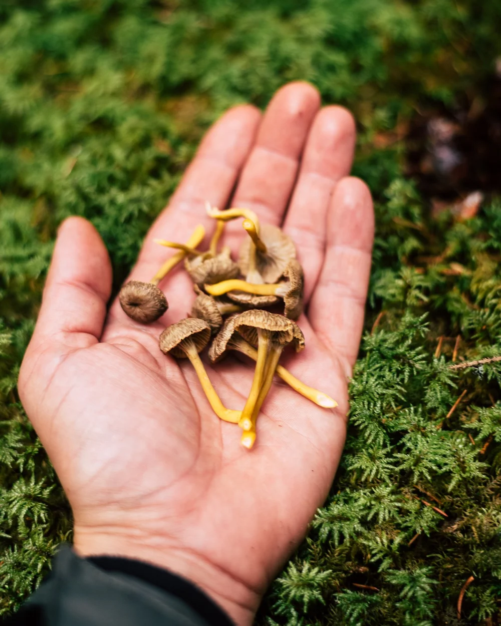 A hand holding small brown mushrooms above moss