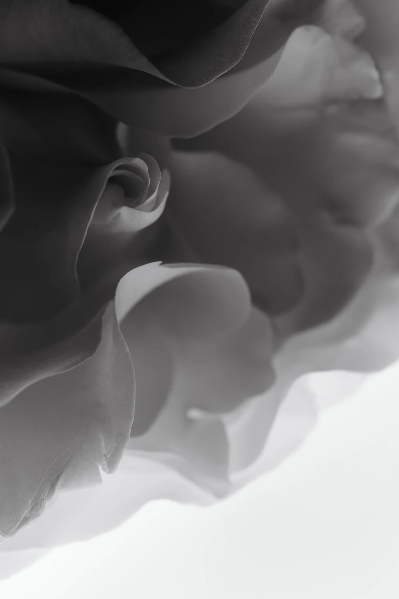 black and white image of flower and leaves that looks abstract