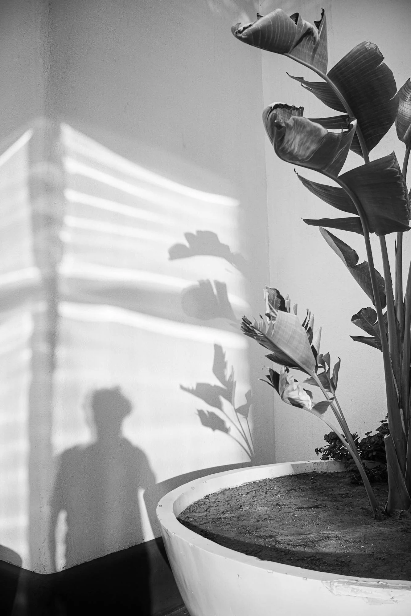 Individual Relationship Therapy in NYC & Brooklyn - black white image of potted plant and shadows