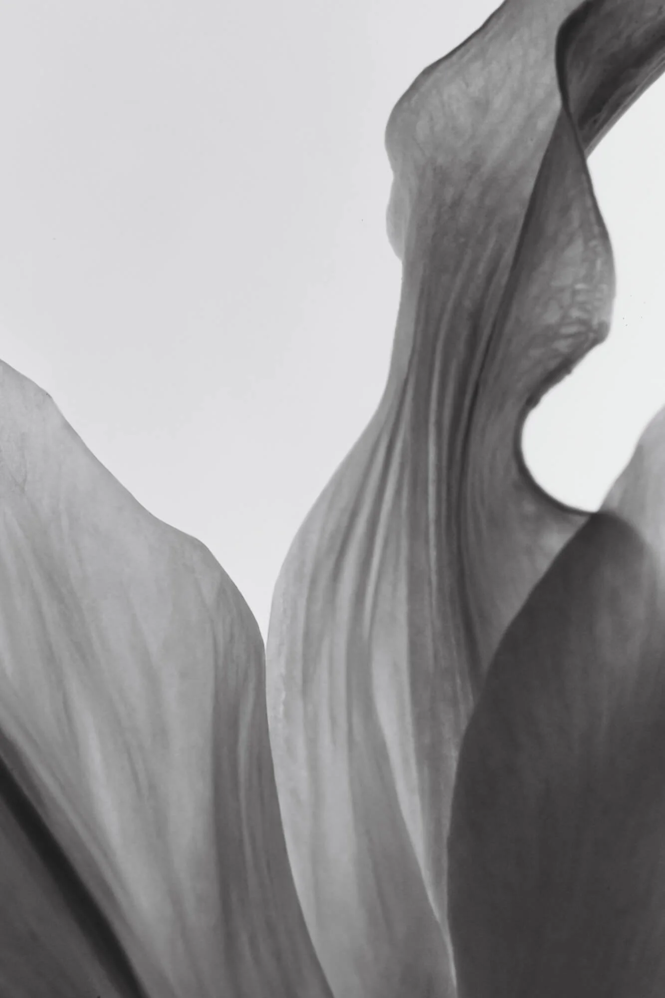 Anxiety therapy nyc - black and white close up image of leaf that looks abstract