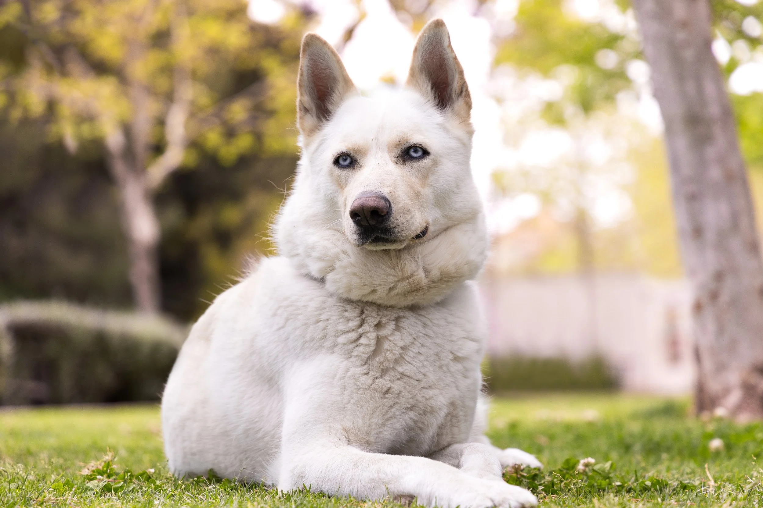 A white Siberian Husky, lying on grass in a park with out-of-focus trees in the background