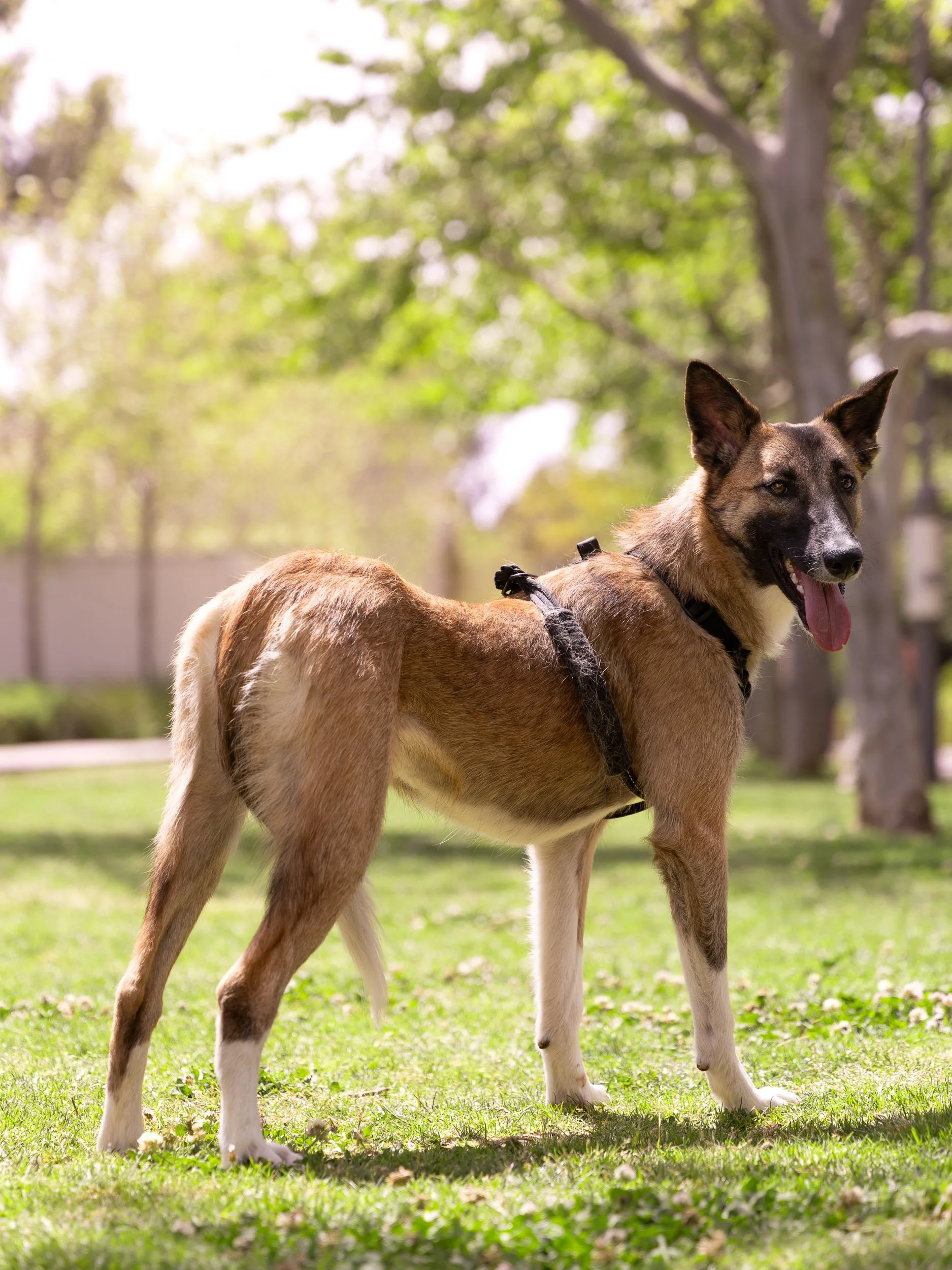 A dog with a mixed breed appearance, tan and black coat, standing on a grassy yard with trees in the background.