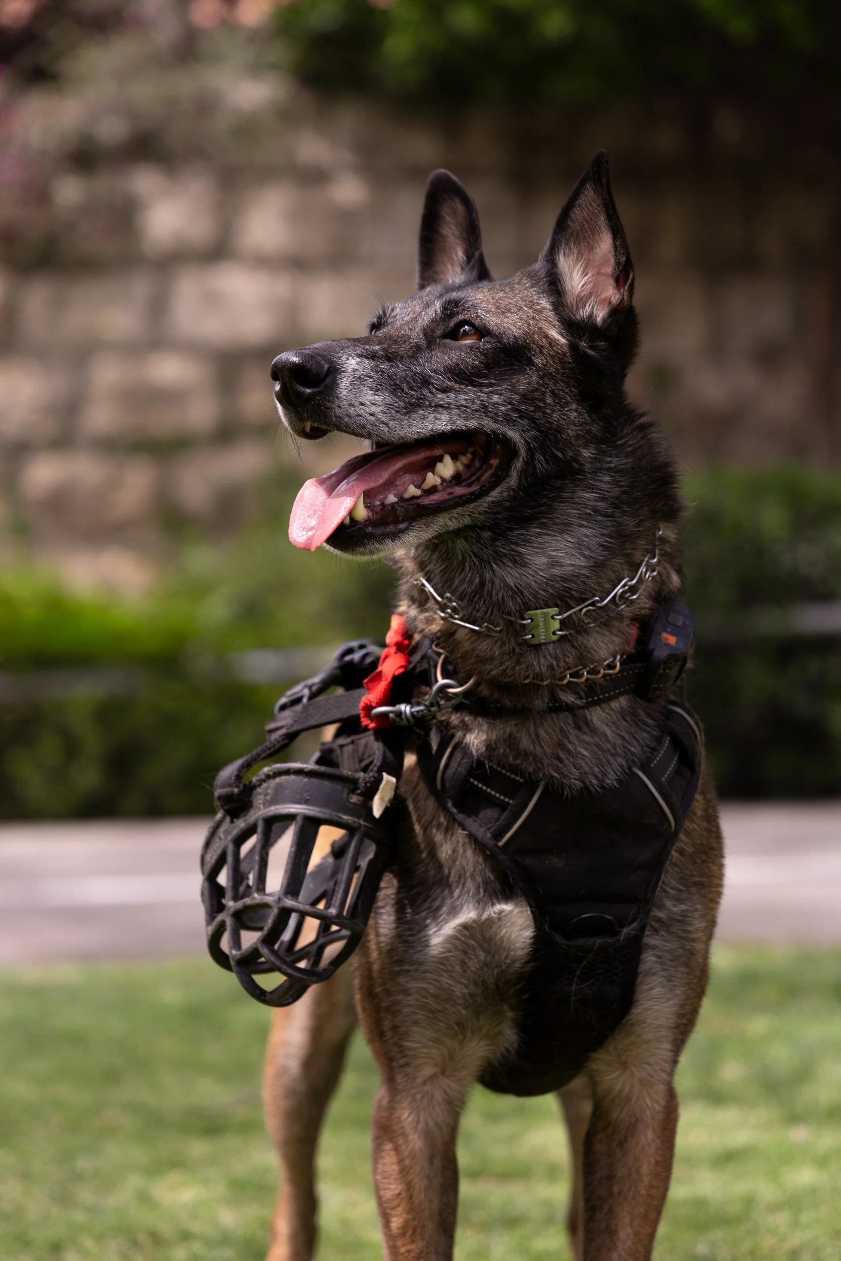A Belgian Malinois police dog wearing a harness and a muzzle, standing outdoors with a blurred background of grass and a stone wall.