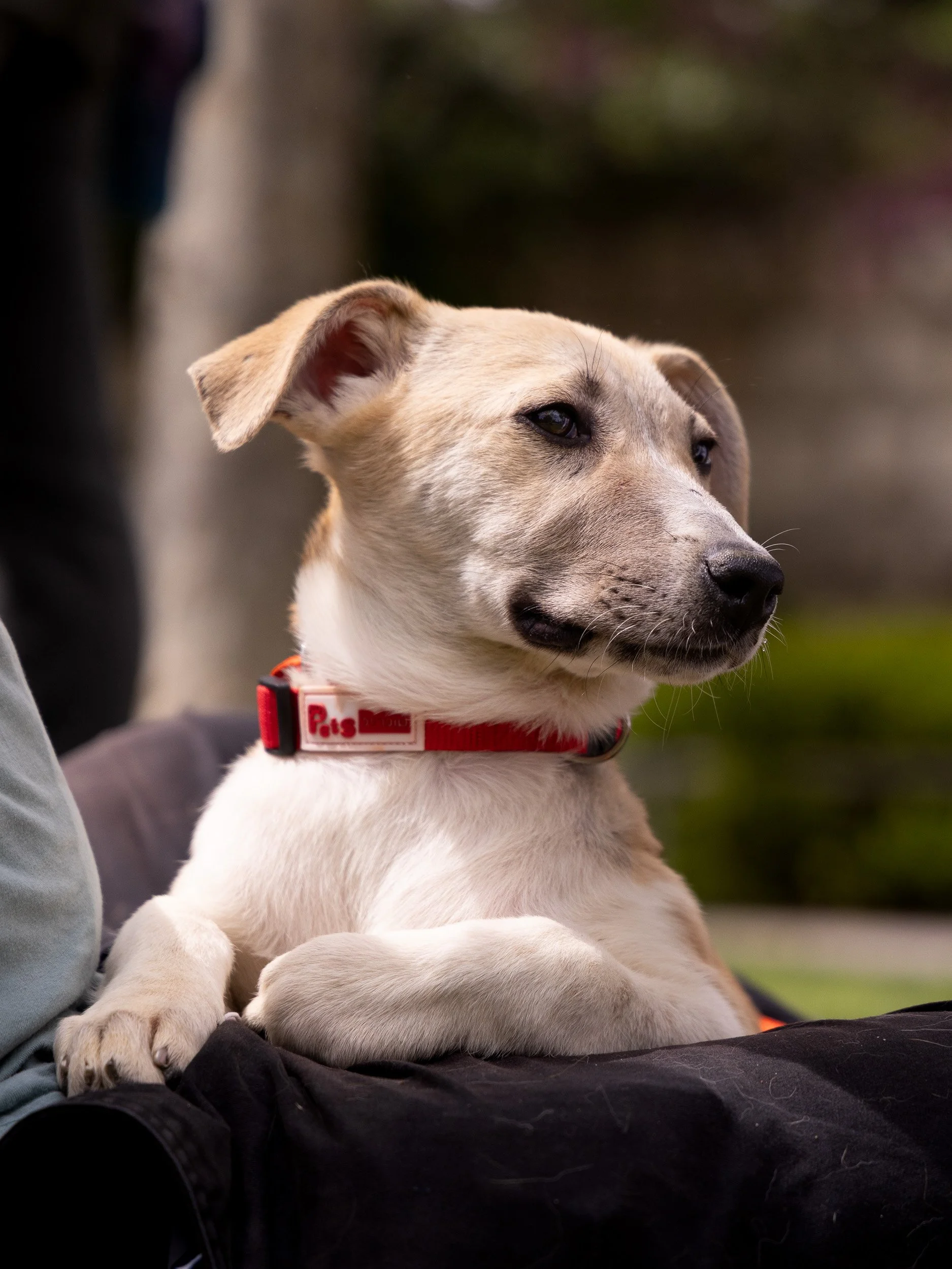 A beige puppy with floppy ears and a red collar sitting on someone's lap, looking off to the side outdoors.