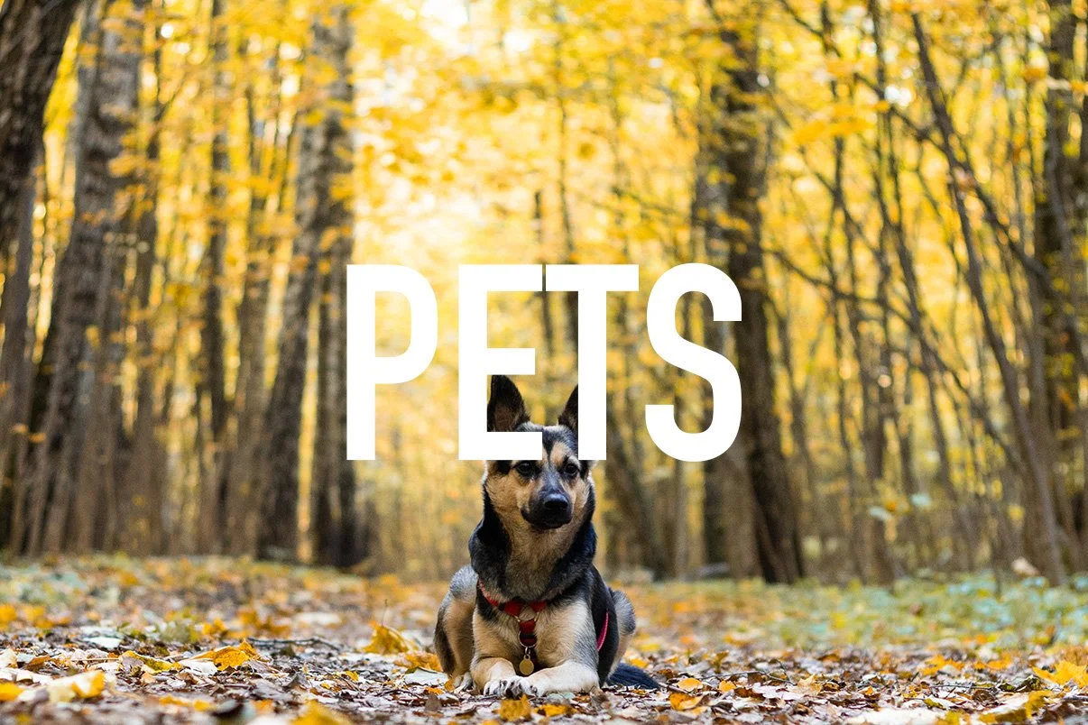 PETS Thumbnail.jpg