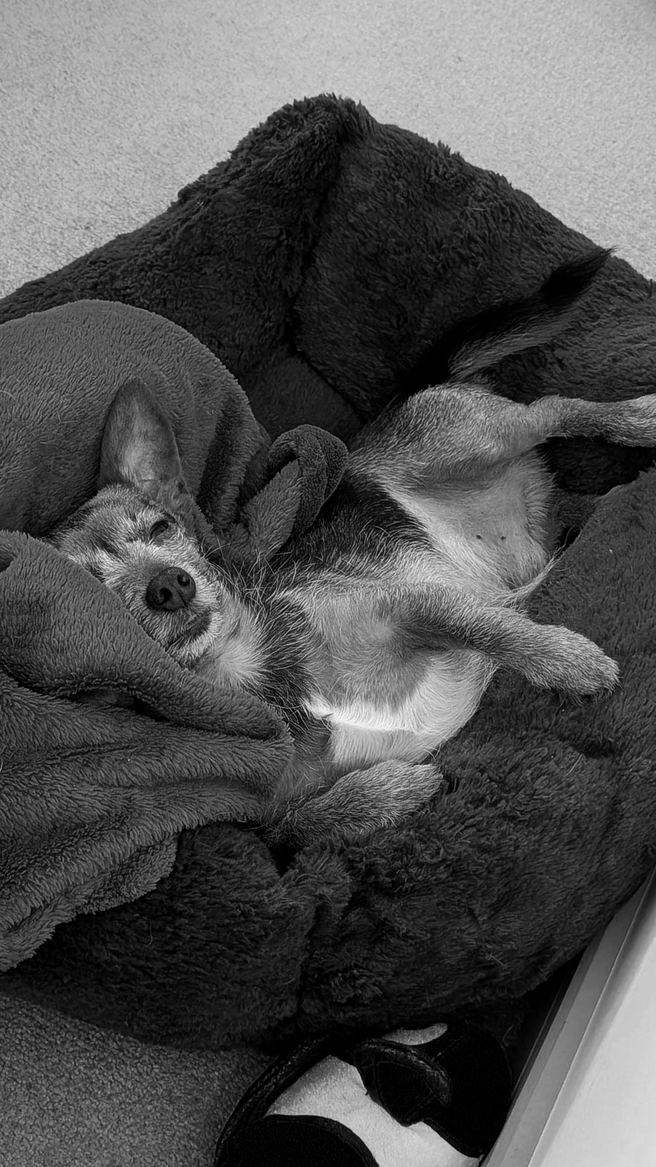 A dog relaxing and laying on a plush blanket in a cozy setting.