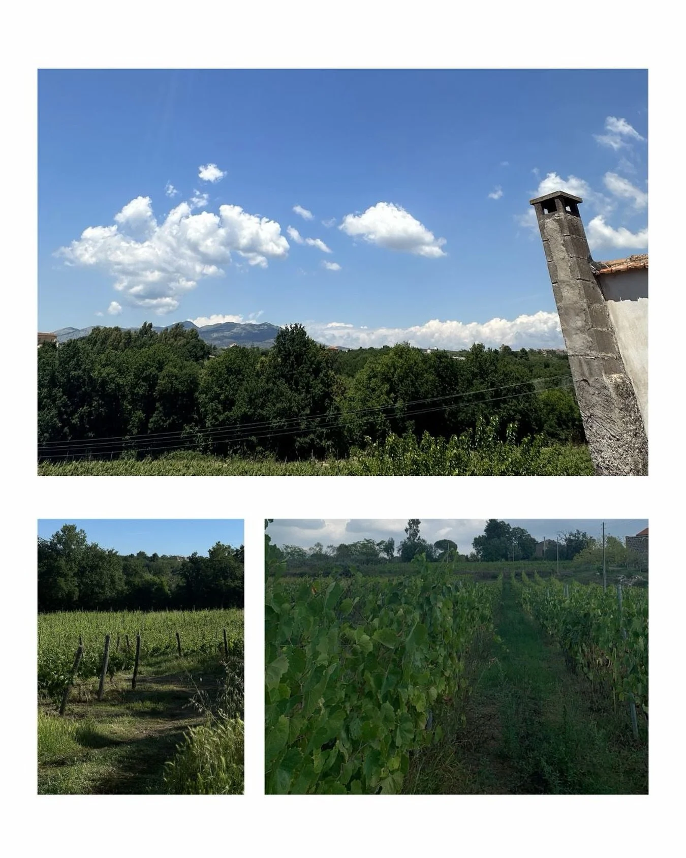 Tre immagini, un solo paesaggio.

Le vigne di Tenuta Ruti San Pietro, tra Sessa Aurunca e l&rsquo;Alto Casertano, raccontano il territorio nel suo stato pi&ugrave; essenziale: luce, stagioni, attesa.

Qui il lavoro non cambia il paesaggio. Si inseris