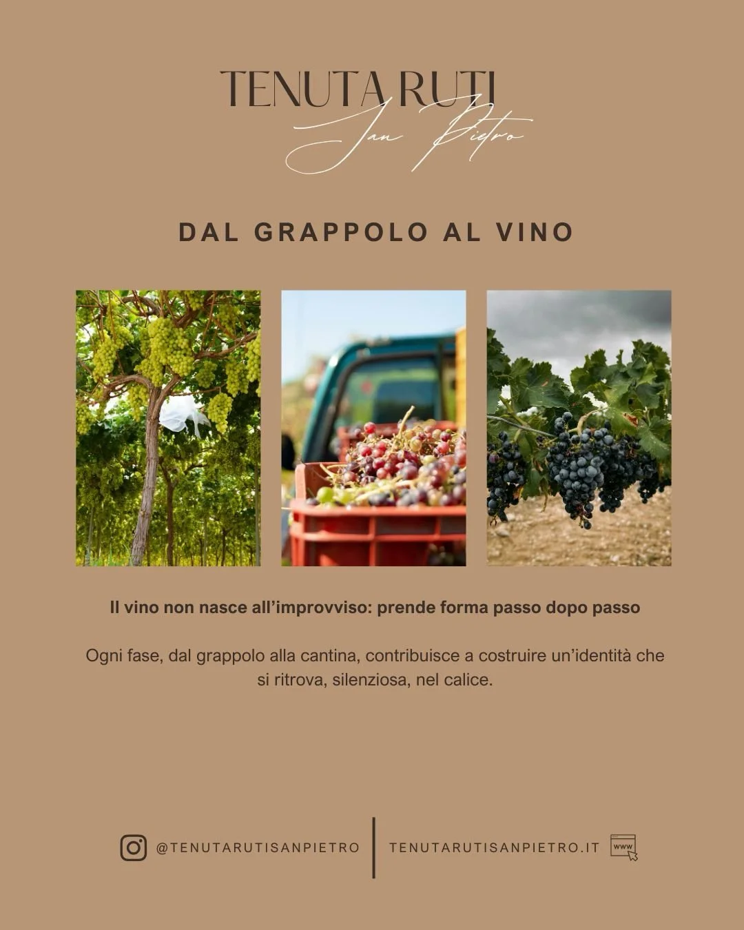 C&rsquo;&egrave; un punto in cui il vino non &egrave; pi&ugrave; solo prodotto, ma diventa il risultato di un processo preciso fatto di natura, tempo e scelte enologiche.

Dal grappolo alla vinificazione, ogni fase contribuisce a definire identit&agr