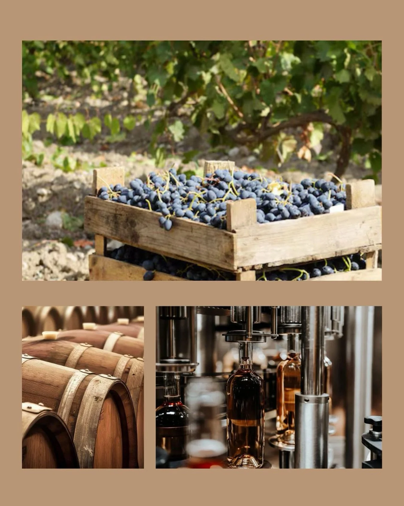 Tre immagini, un solo processo.

Dalla vendemmia all&rsquo;affinamento fino all&rsquo;imbottigliamento, il vino prende forma attraverso passaggi distinti ma profondamente connessi, in cui il tempo diventa parte attiva della costruzione dell&rsquo;ide