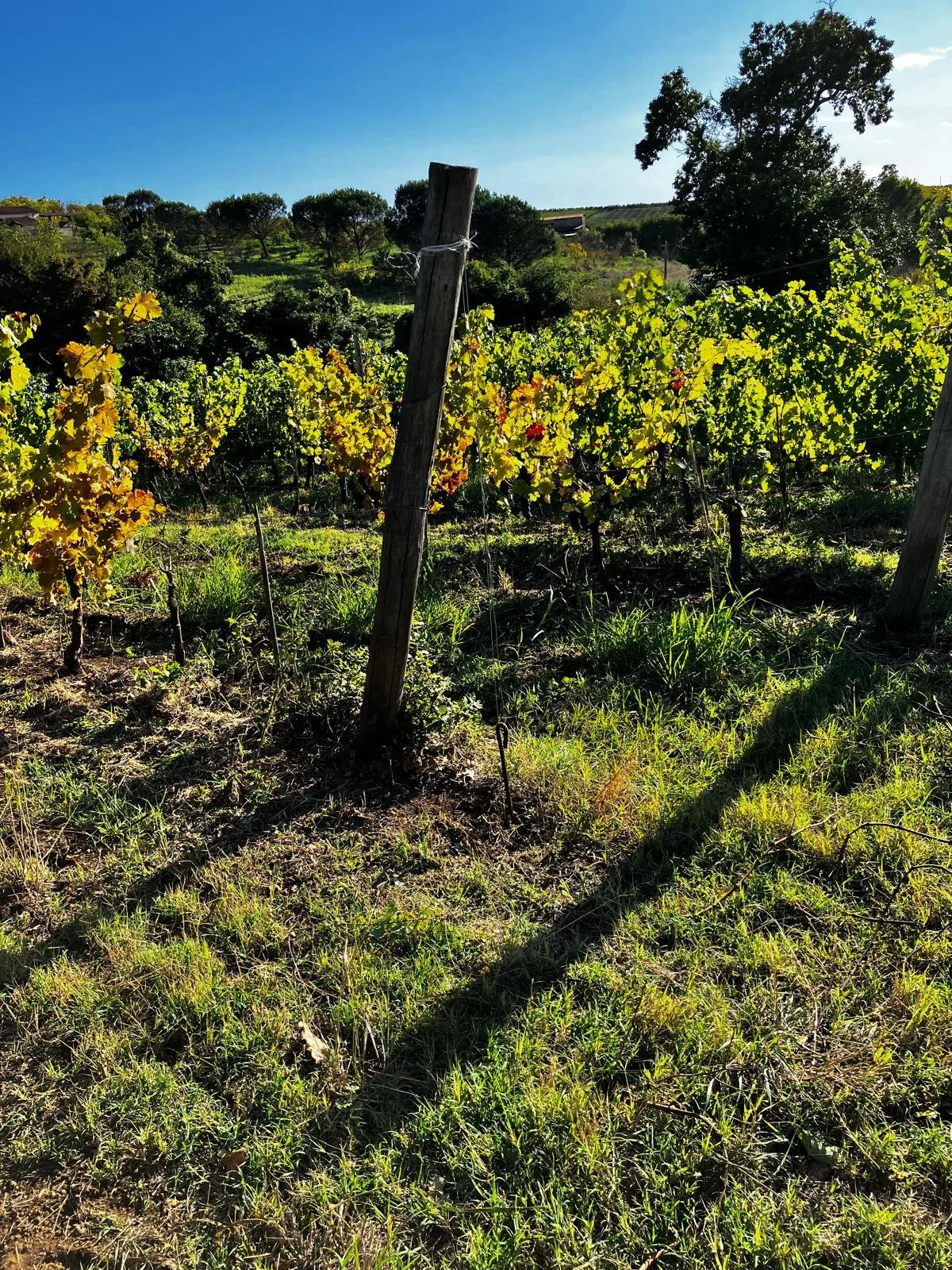 Vigneti con filari di uva in un paesaggio collinare, sotto un cielo sereno.