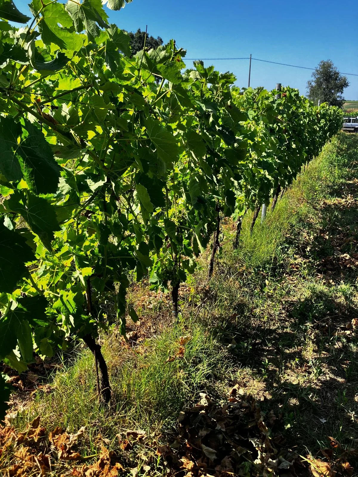 Filari di viti in una vigna sotto un cielo blu, con foglie verdi e terriccio sul suolo.