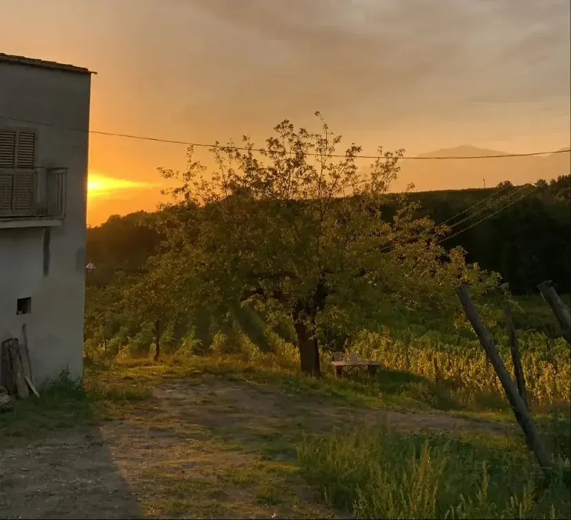 Scena rurale al tramonto con un albero centrale