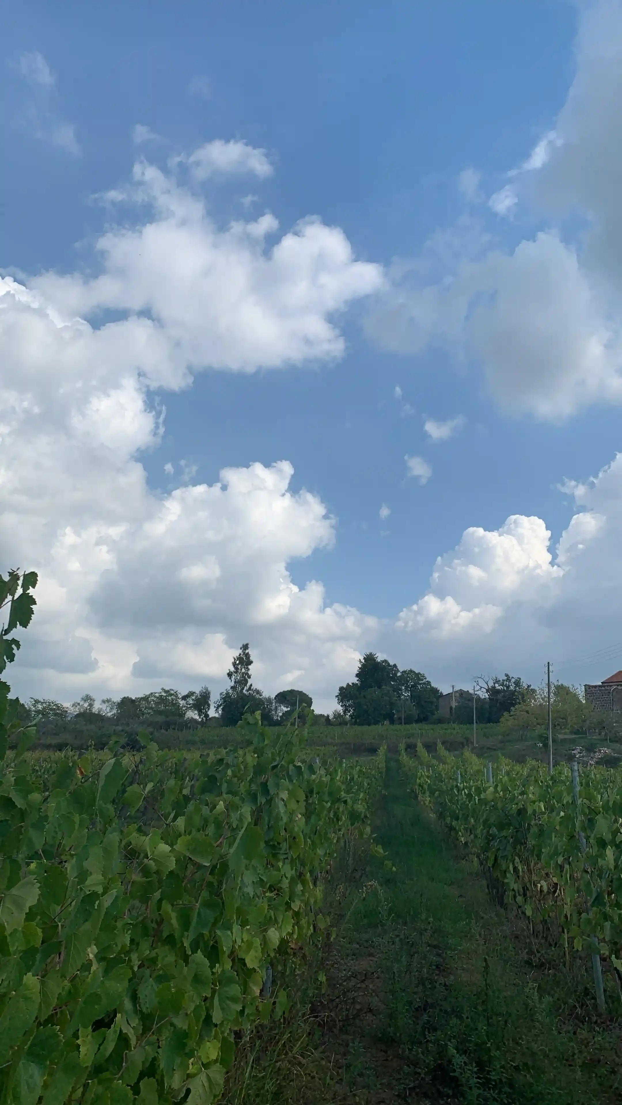 Paesaggio rurale con vigneti e cielo nuvoloso.