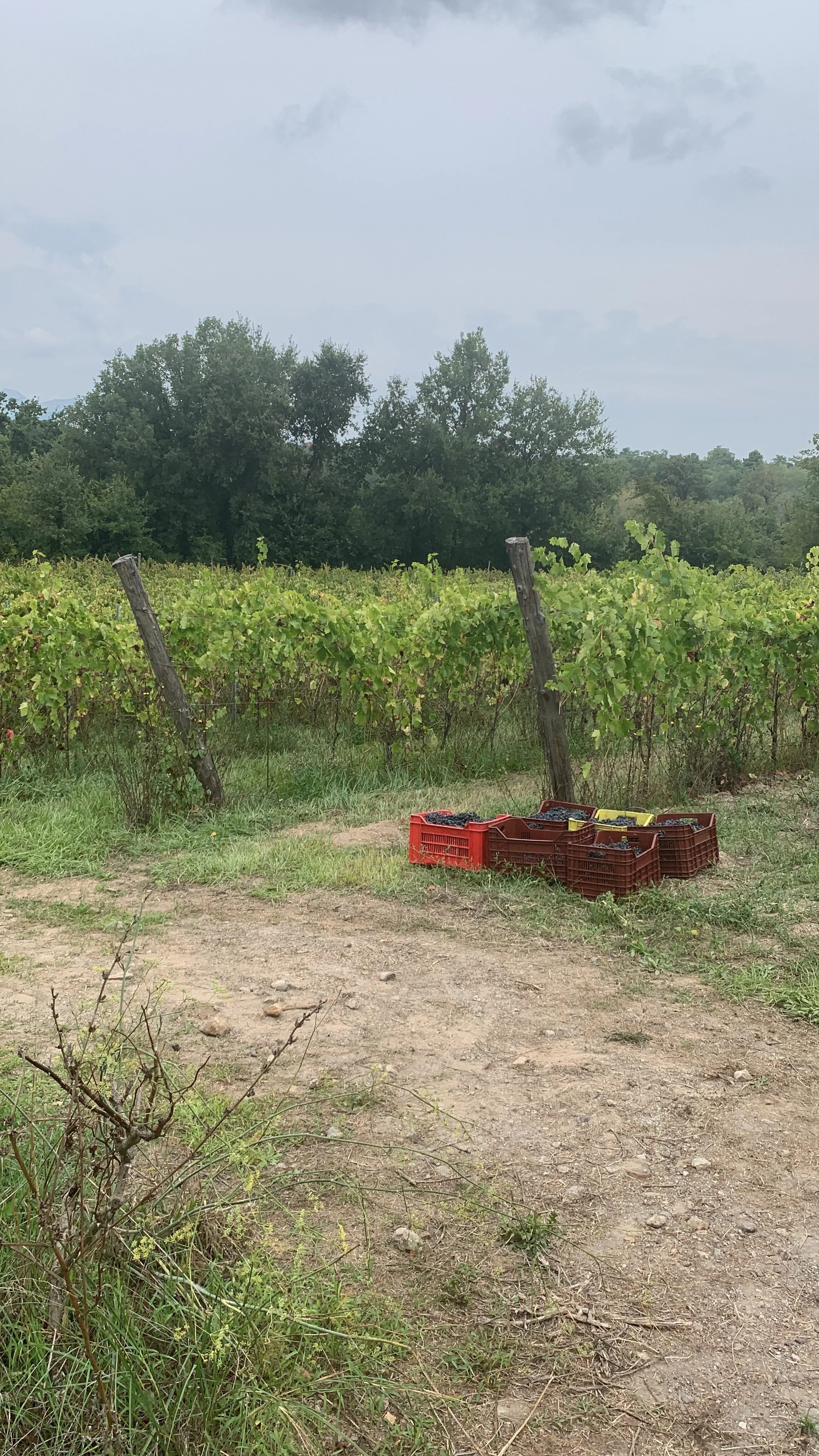 Vigneti con cassette di uva e strumenti da potatura su terreno di campagna