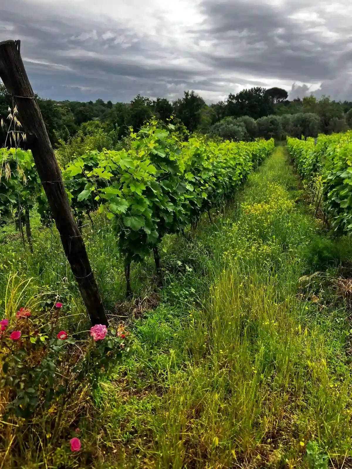 Vigneto sotto un cielo nuvoloso, con filari di uva e vegetazione verde, in un paesaggio rurale.