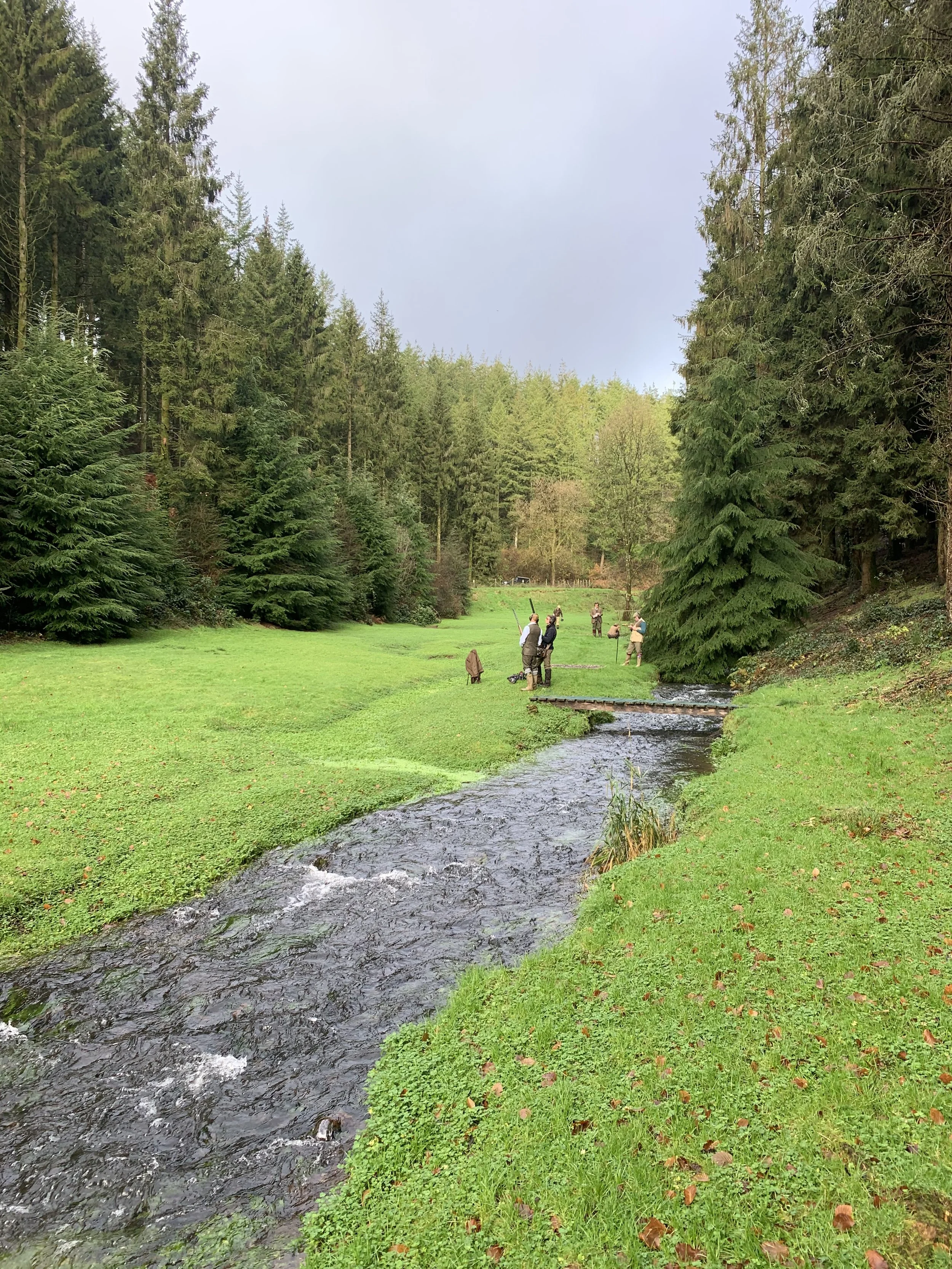 A group of people fishing in a small creek surrounded by lush green grass and tall evergreen trees in a forested area.