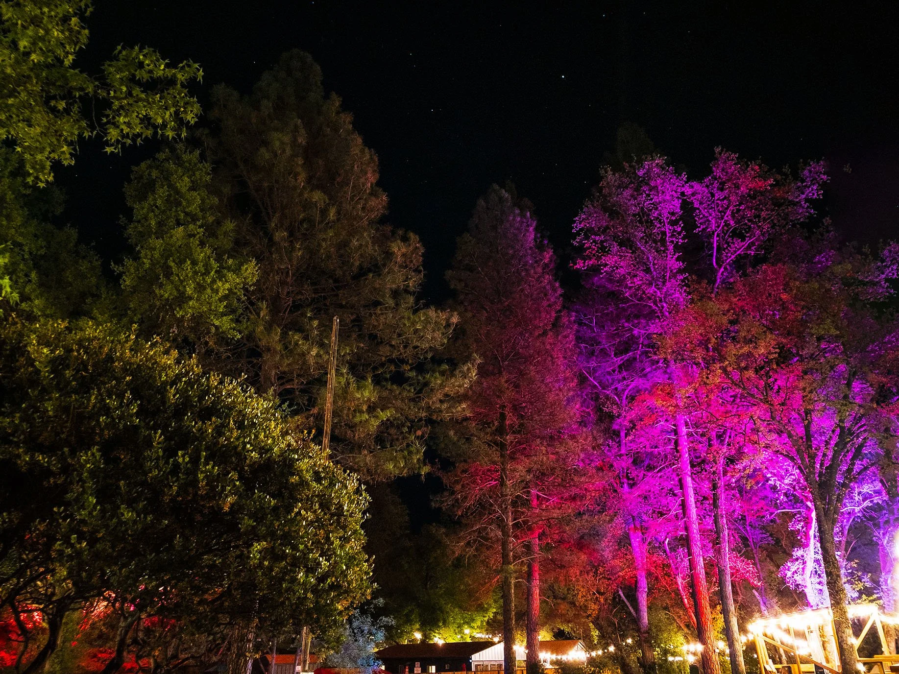 Night scene of trees illuminated with colorful purple and pink lights, with a dark sky and stars above, and some buildings with lit signs at the bottom.