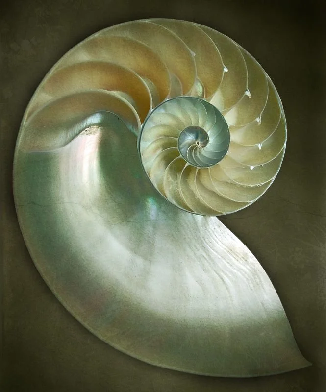 Close-up photograph of a nautilus shell displaying its spiral structure and iridescent interior.