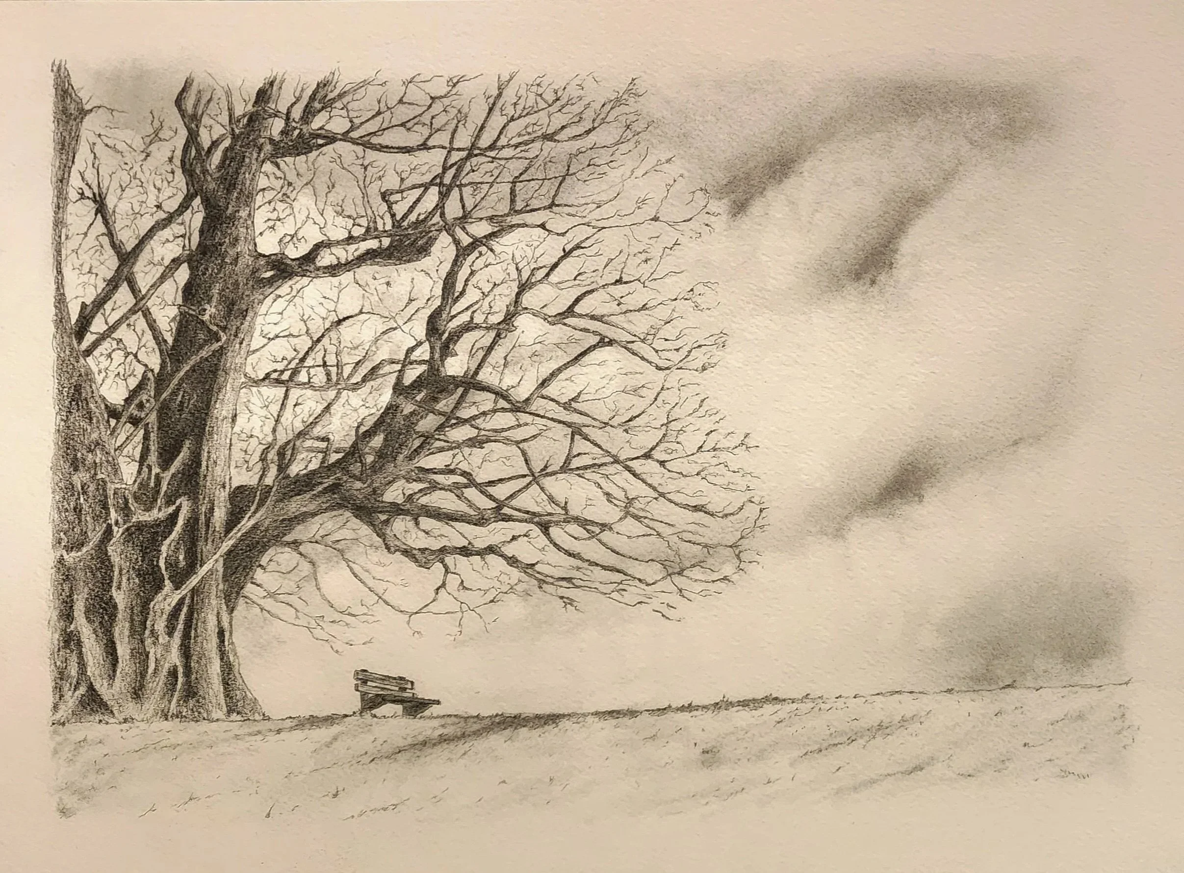 A pencil drawing of a large, leafless tree with intricate branches, a small wooden bench underneath, and a cloud in the sky.