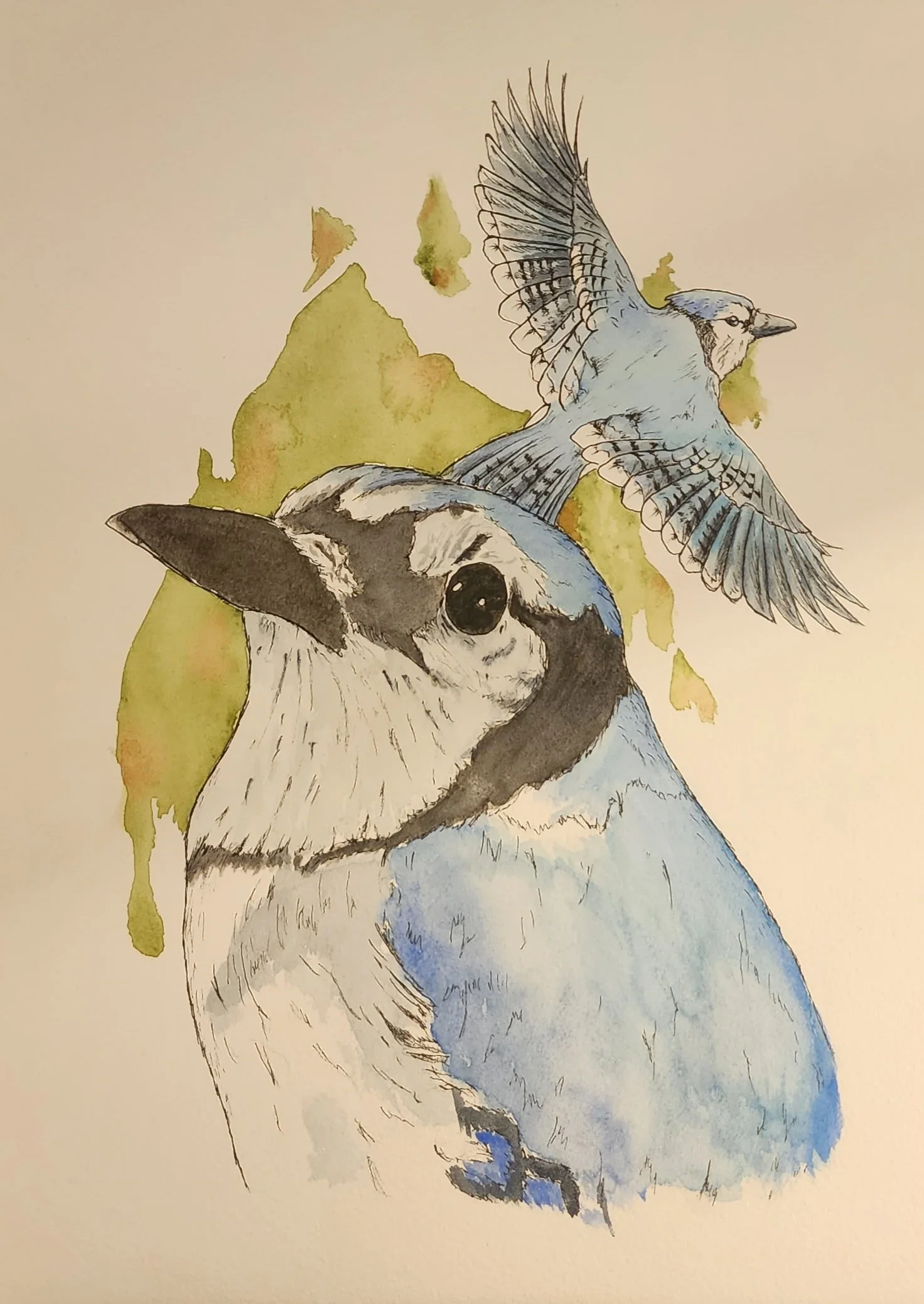 Watercolor painting of a Blue Jay, looking upward, with a bird in flight above it, against a background of abstract green and yellow shapes.