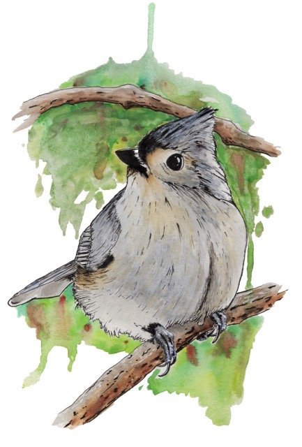 Watercolor Tufted Titmouse