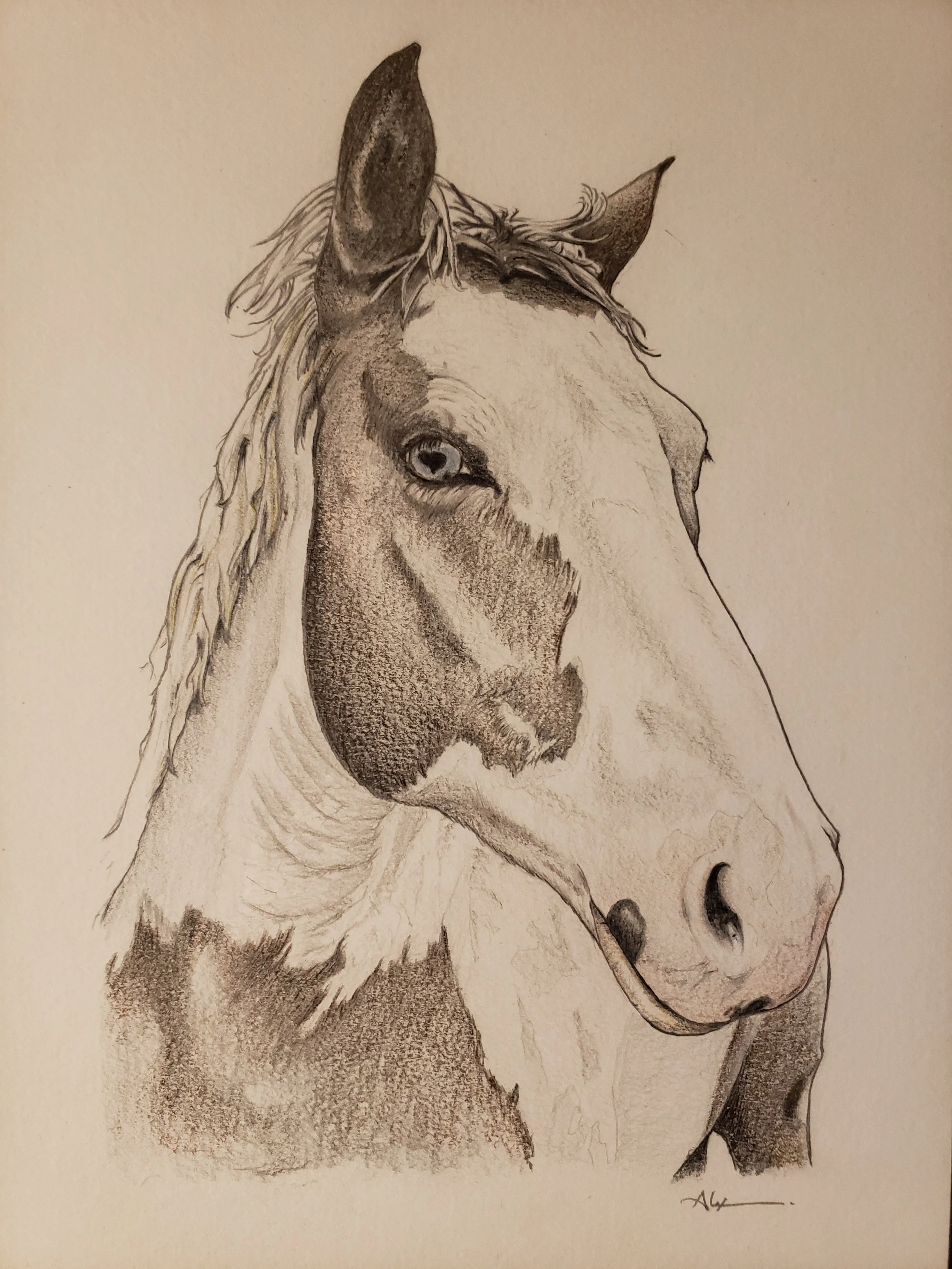 A detailed pencil drawing of a horse's head, showing the face, ears, eye, and part of the mane, with precise shading and texture.