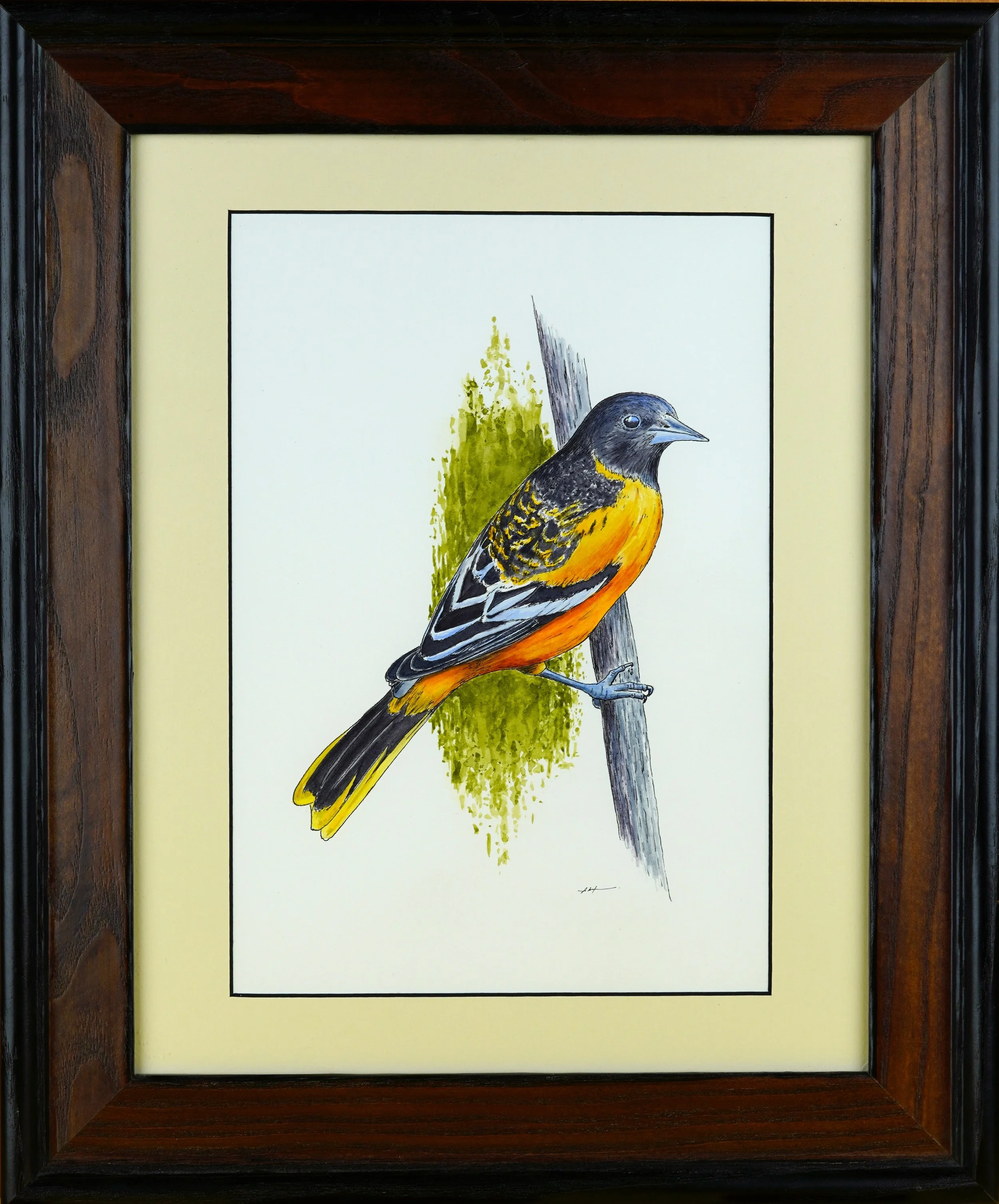 Baltimore Oriole