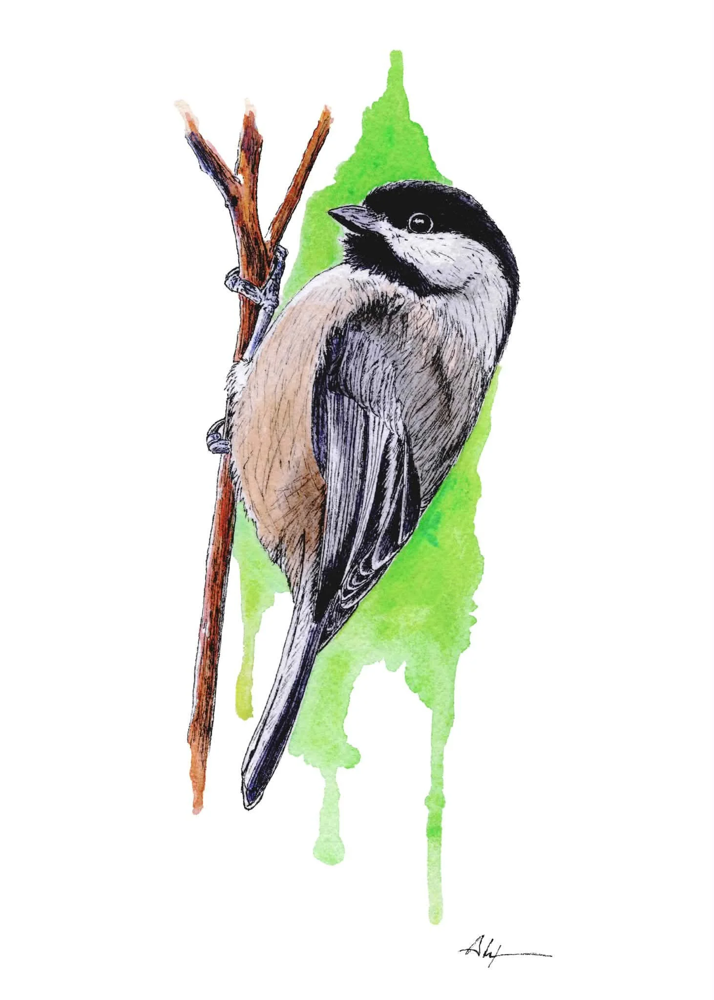 Watercolor Black Cap Chickadee