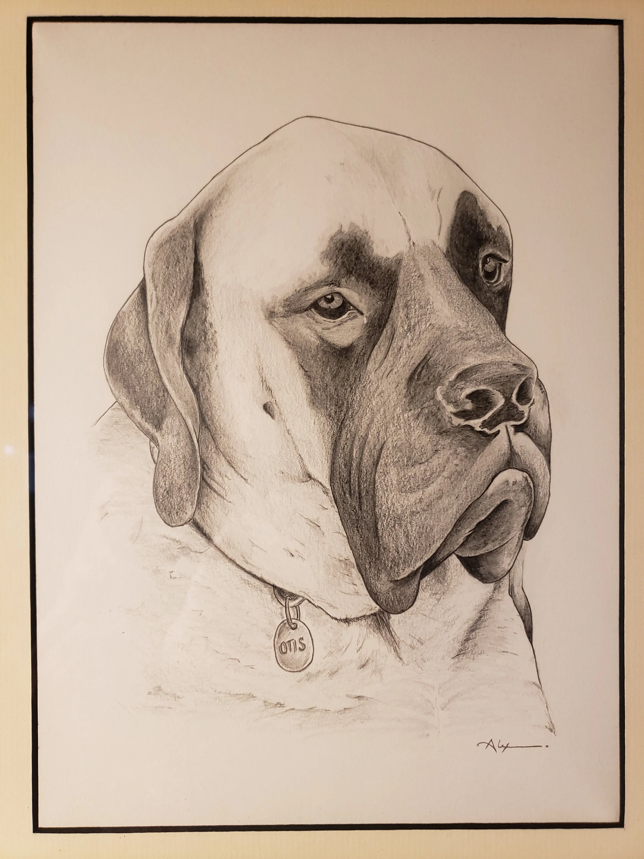 Black and white pencil drawing of a dog, labeled with a tag "OTIS" around its neck, with one eye slightly squinted and a large, muscular face.