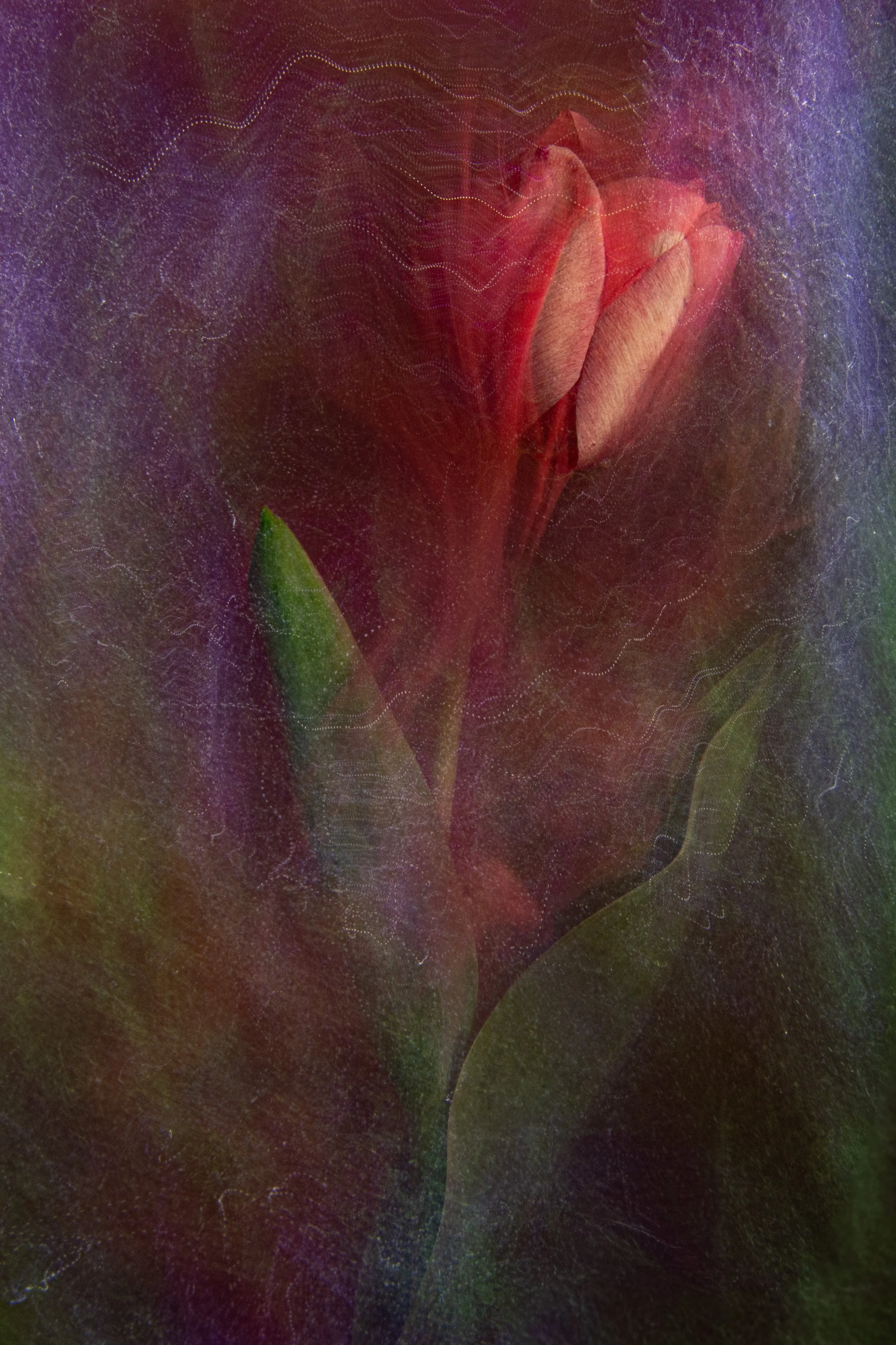 EchoedBloomWebPageResize-1.jpg
