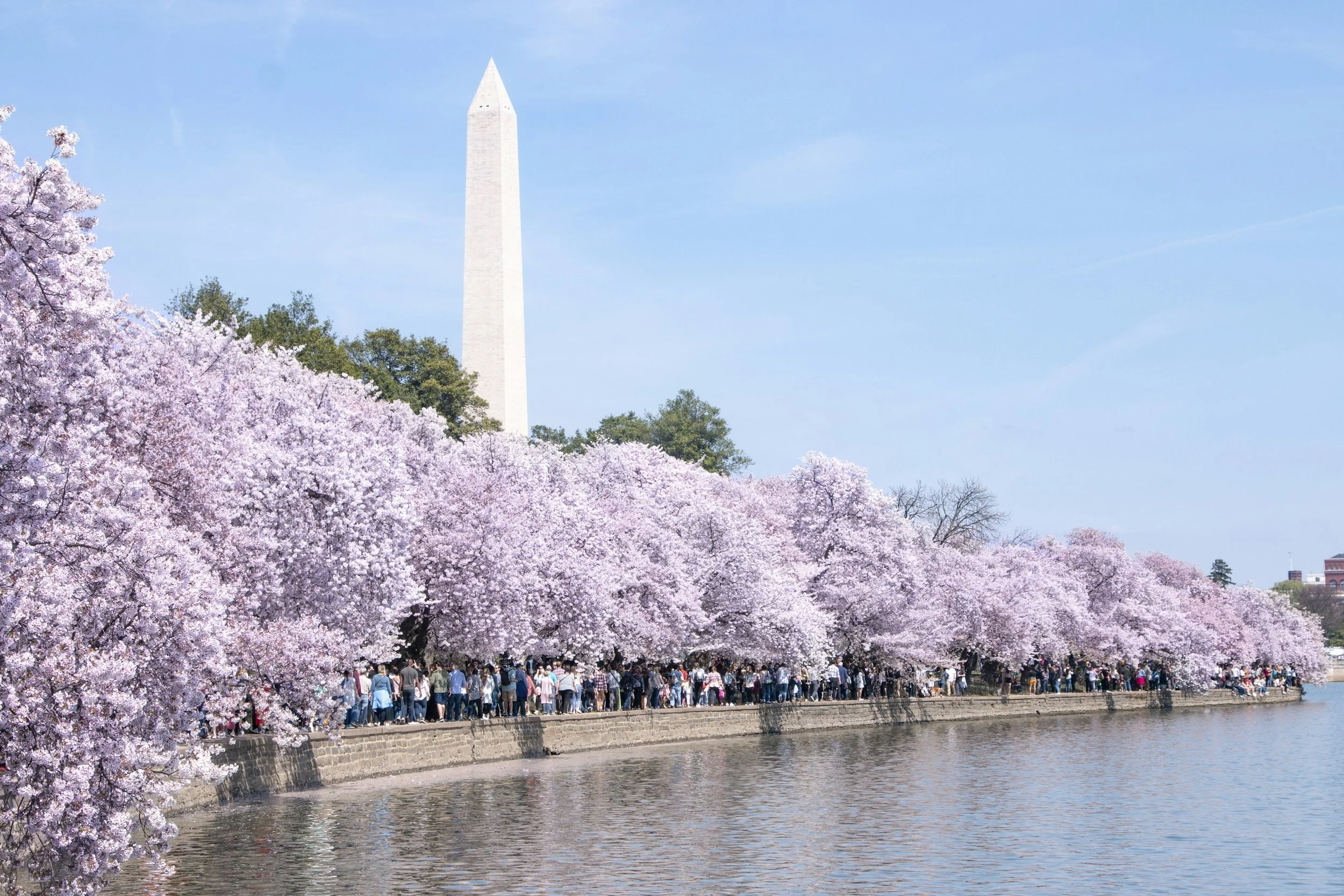 Cherry blossom trees blooming along the waterfront with a line of people walking underneath, the Washington Monument in the background under a blue sky.
