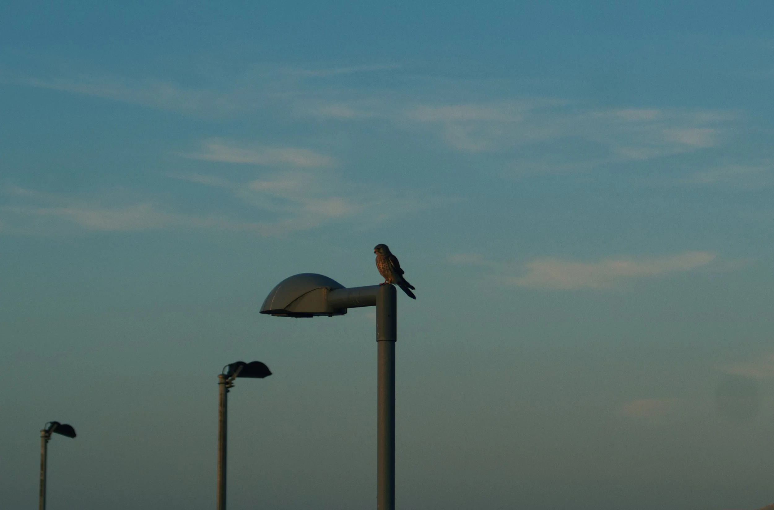 A bird perched on a streetlight against a blue sky with scattered clouds.