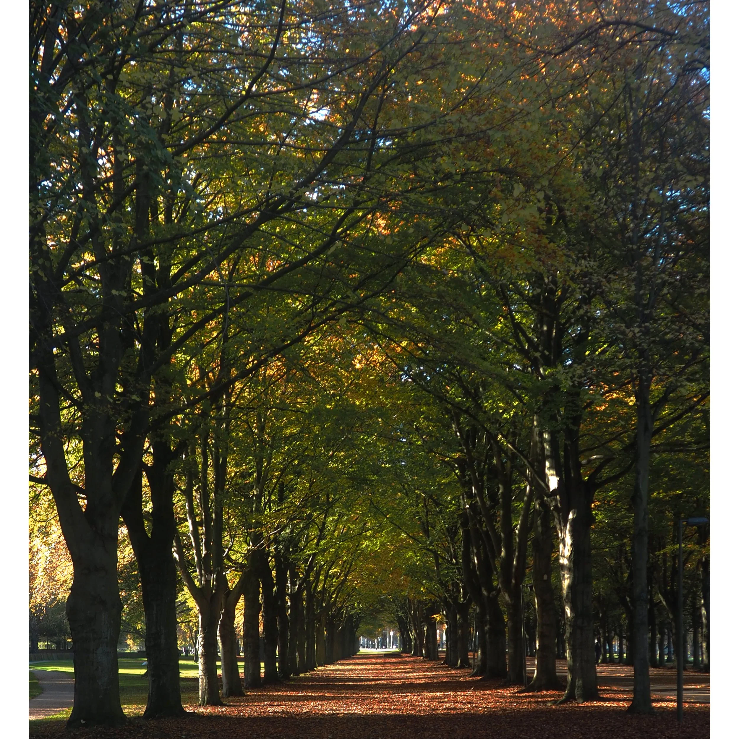 Copy of Leaves1.jpg
