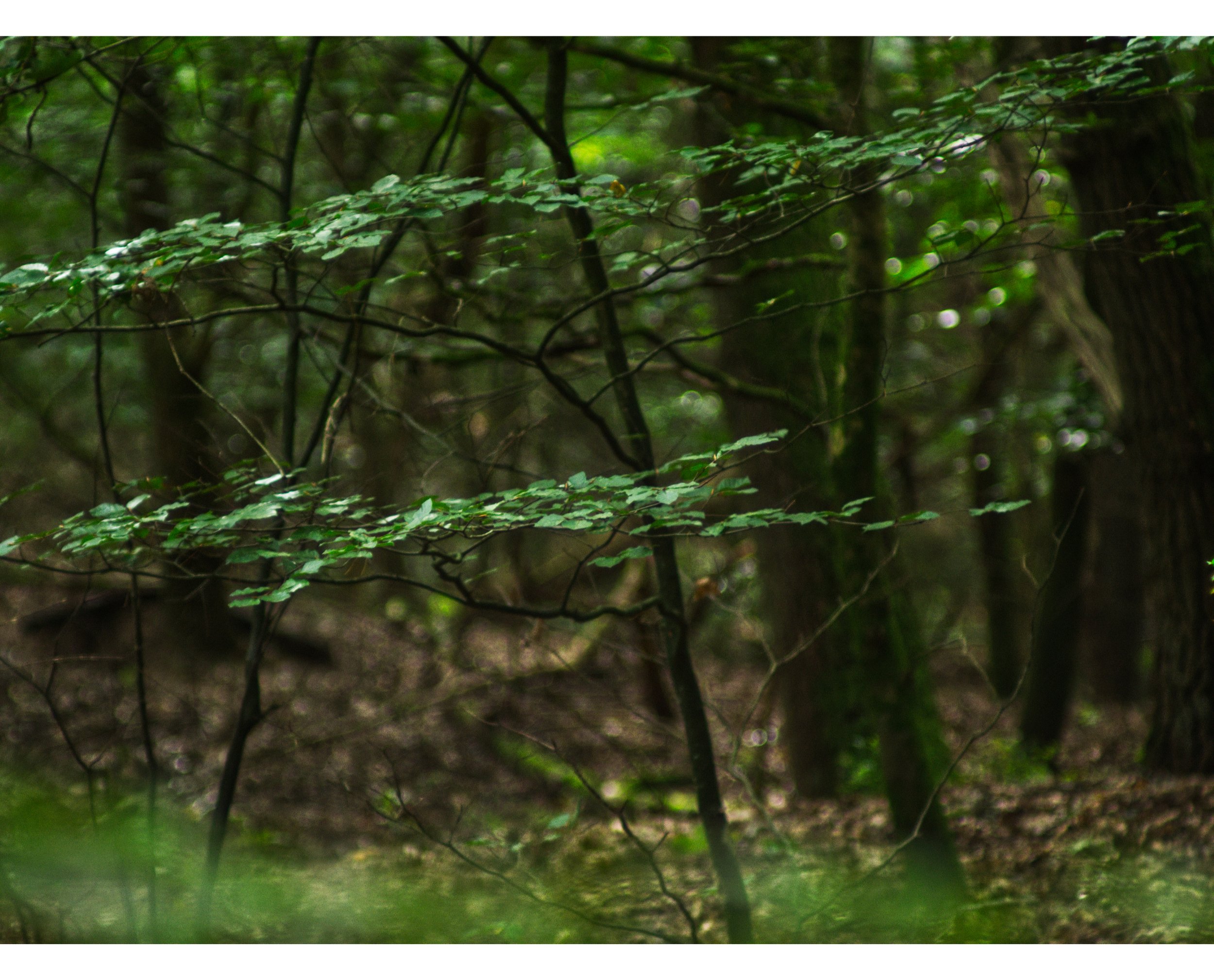 Copy of Forest1.jpg