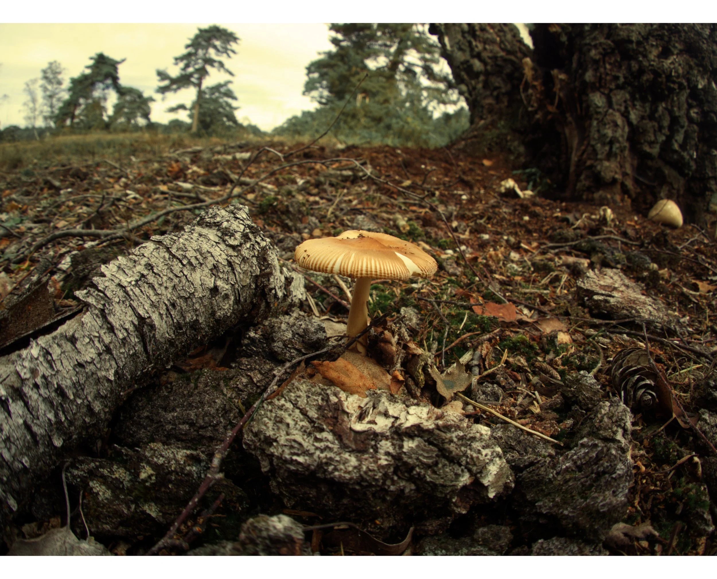 Copy of Shroom3.jpg