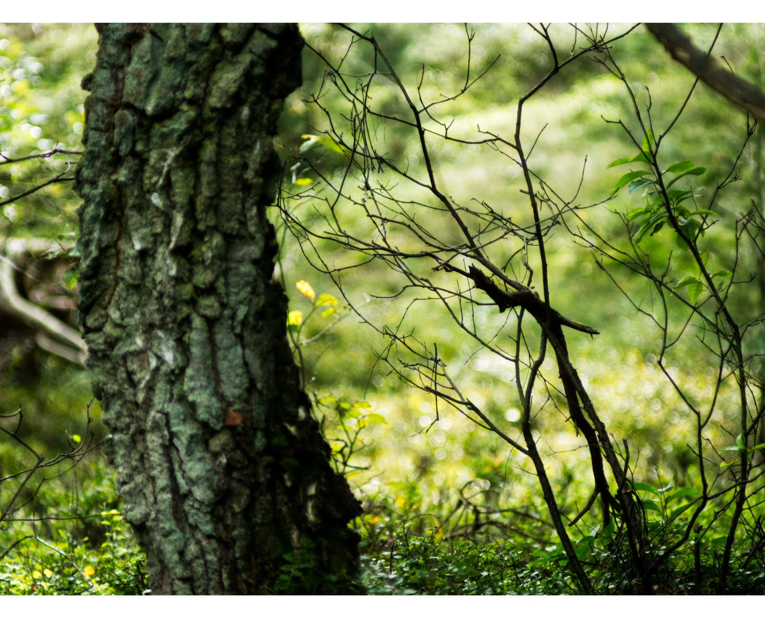 Copy of Forest4.jpg