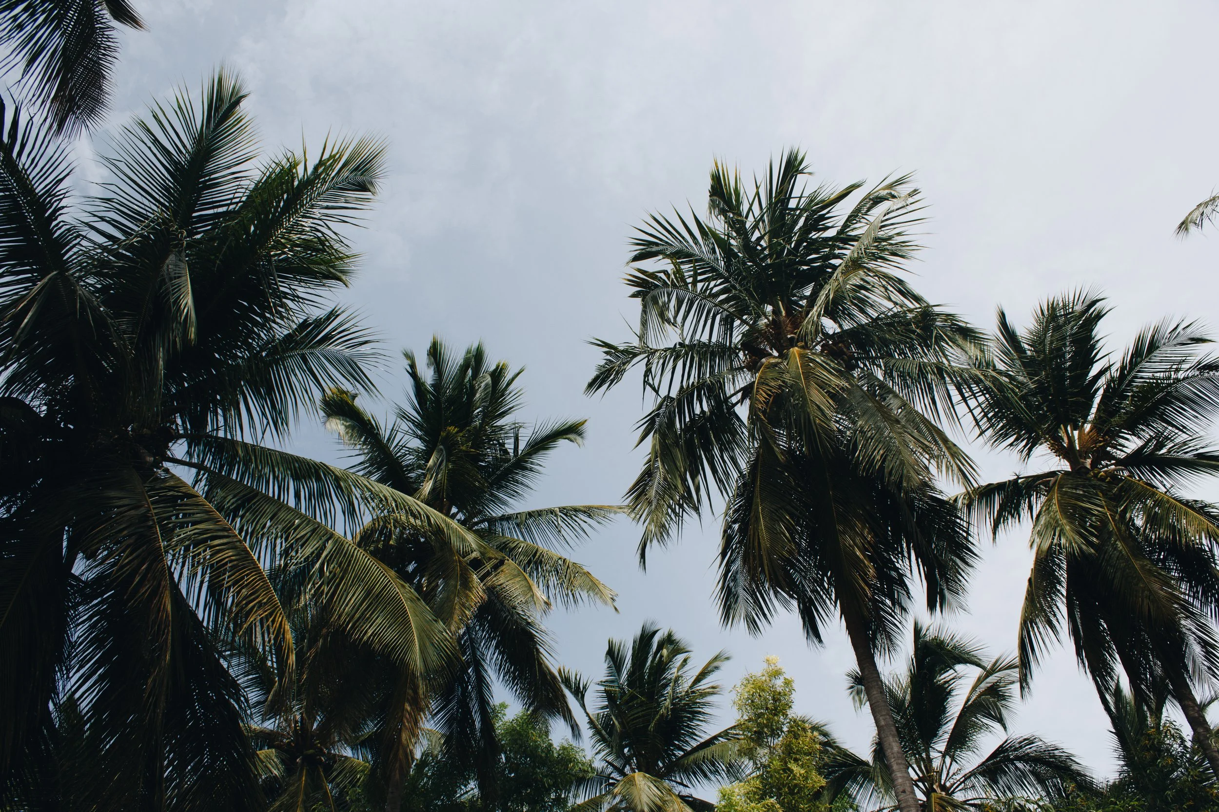 Zanzibar, Treasure Island