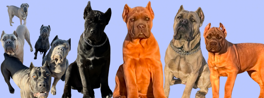 Quality Italian Mastiffs- ICCF Registered Cane Corso Breeder
